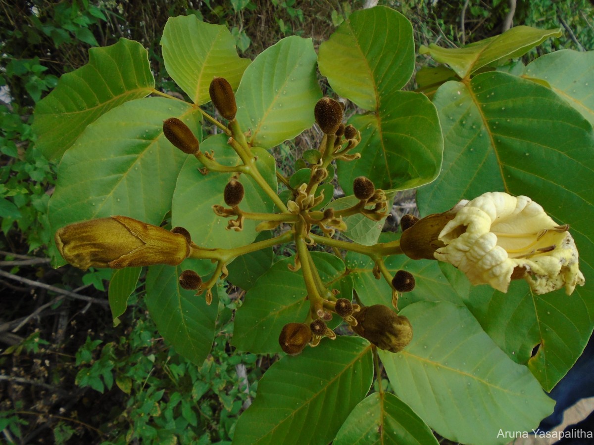 Fernandoa adenophylla (Wall. ex G.Don) Steenis